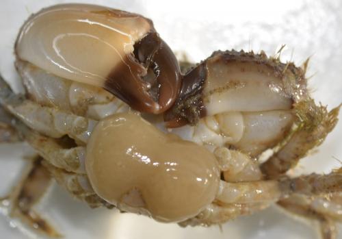 Sacculina gerbei